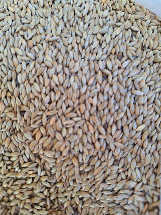 Kanar 5 kg. Pokarm.dla.papug