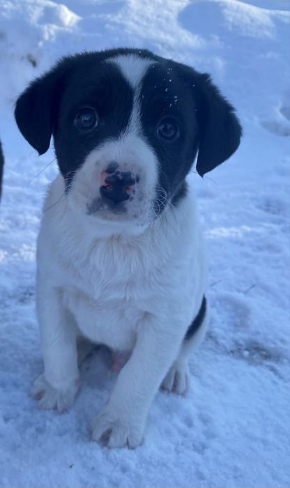 Віддам у добрі руки цуценят! Самовивіз! Безкоштовно