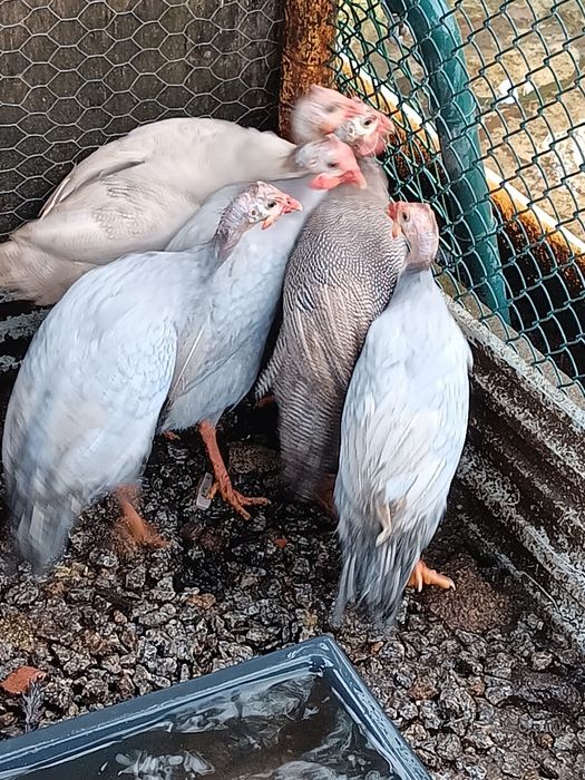 Galinhas angola (fracas)