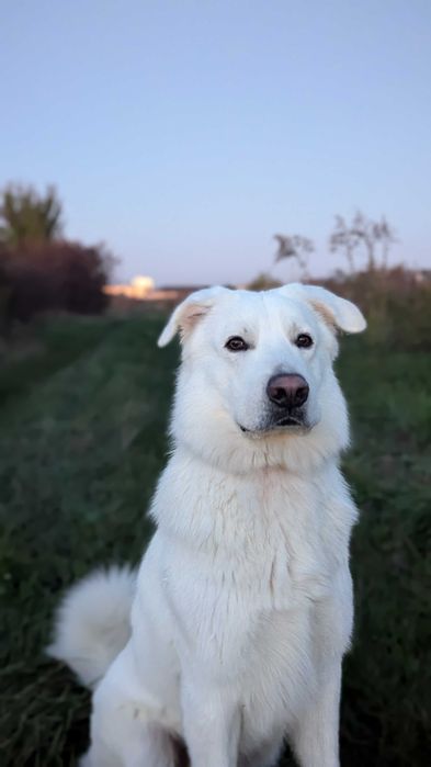 Кобель для в'язки Польська Підголянська Вівчарка