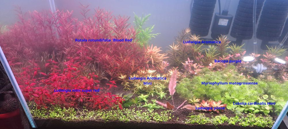 Rotala rotundifolia 'Blood Red'