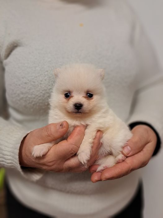 Spitz macho branquinho