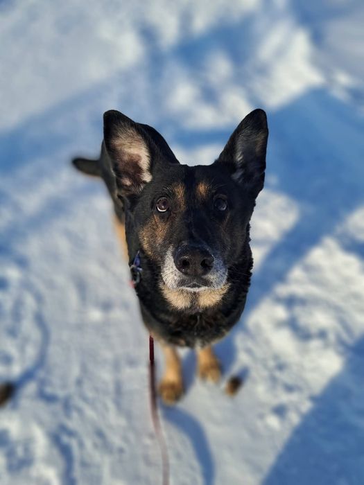 Zeus chce do domu!
