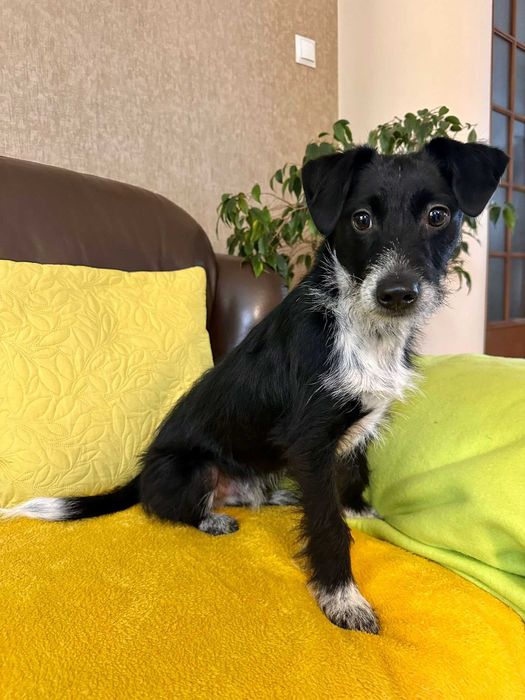 Bystrzak do adopcji - Dexter!