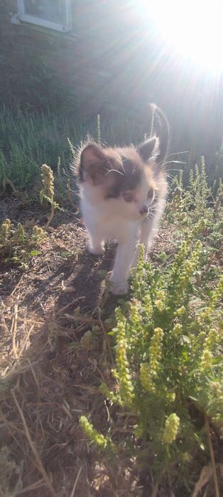 Отдам бесплатно котят