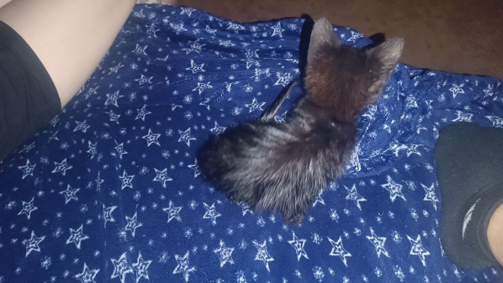 котенятко чорненьке