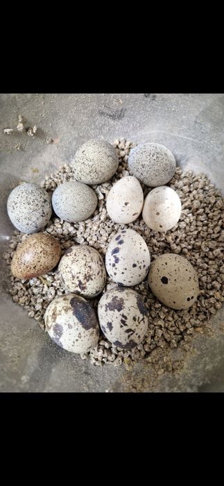 Przepiór Kalifornijski