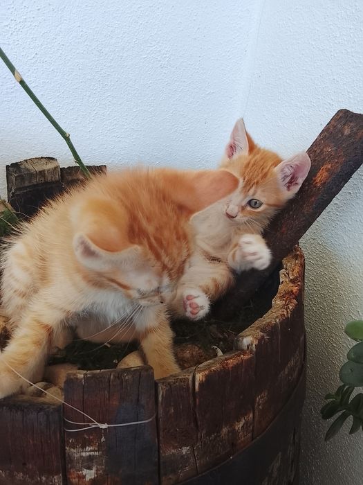 Gatinhos laranja para adoção