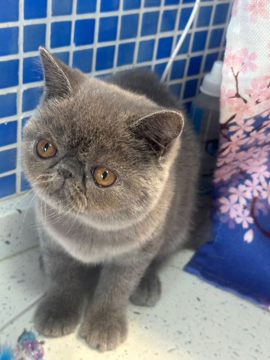 Gatinho Persa Exótico Azul