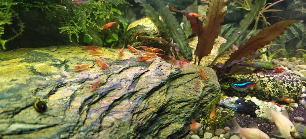 Krewetki Red Cherry