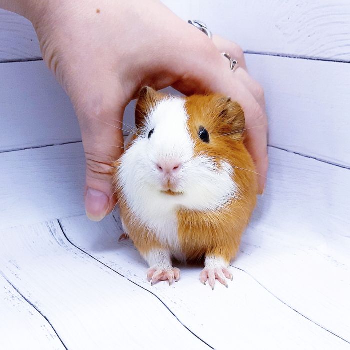 Морские свинки,клетки,корма