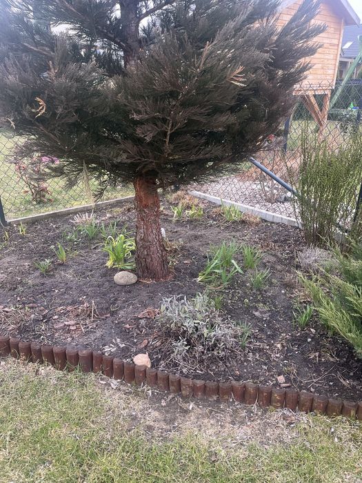 Sekwoja drzewo do wycinki