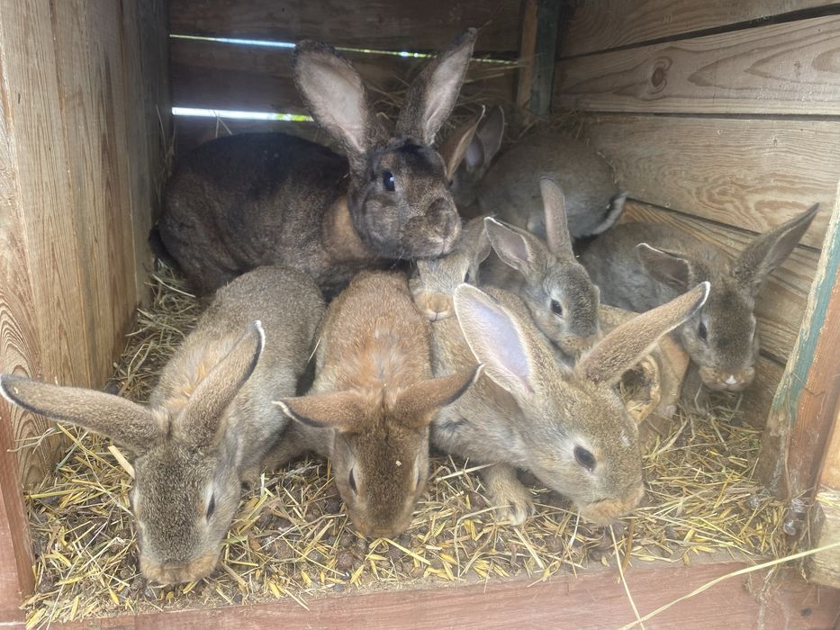 Młode króliki samce , samice