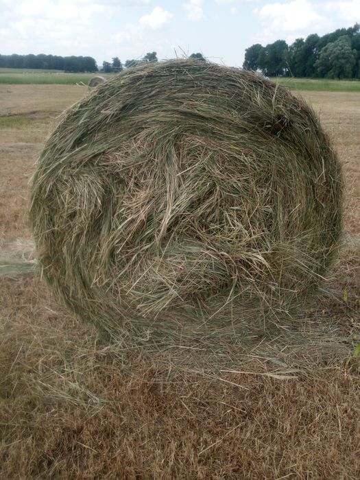 Siano w balotach 150