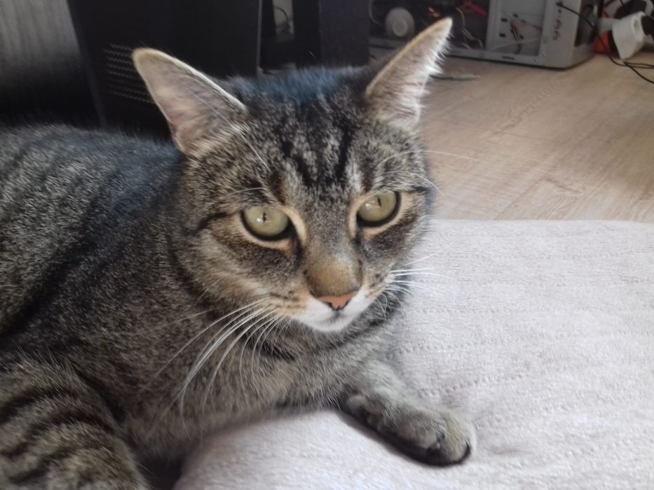 Zaginął kot Hanyś. Nagroda za pomoc 500PLN