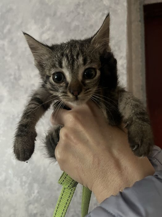 Котики в добрі руки