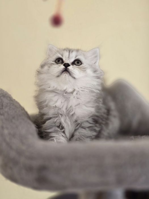 Персидські кошенята.