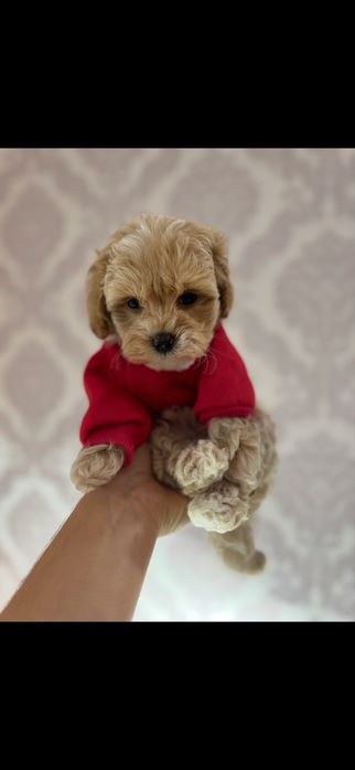 Мальтіпу мальтипу