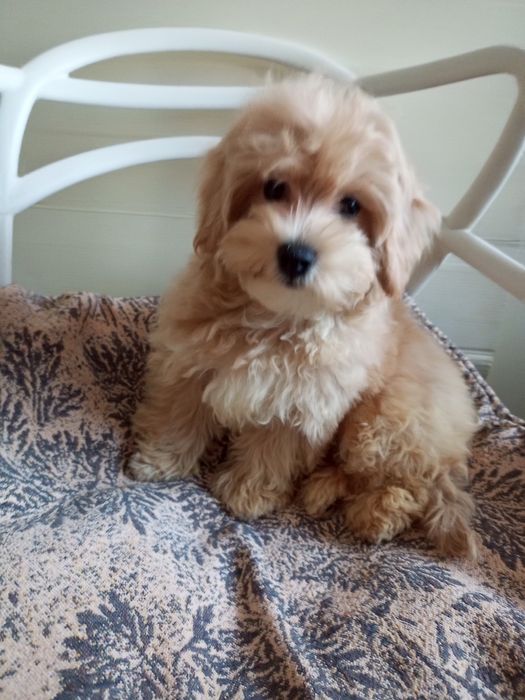 Красунчик Лакі- F1 Малтіпу.