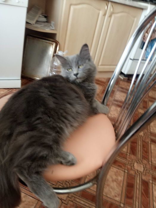 Котик в добрі руки