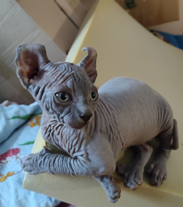 Продам котят канадский сфинкс