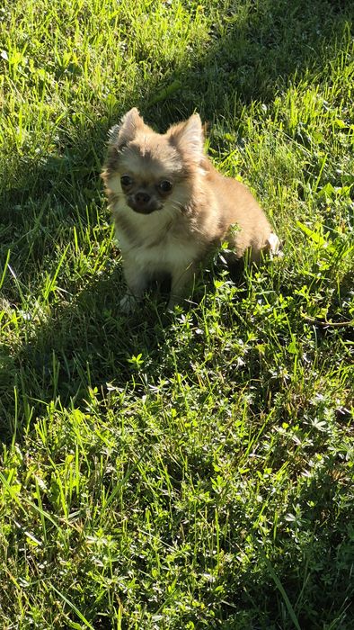 Chihuahua śliczna  odchowana suczka