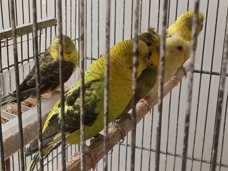 Tenho vários periquitos hagoromos,e periquitos asas negras para cedência a 20€ cada um, não aceito trocas