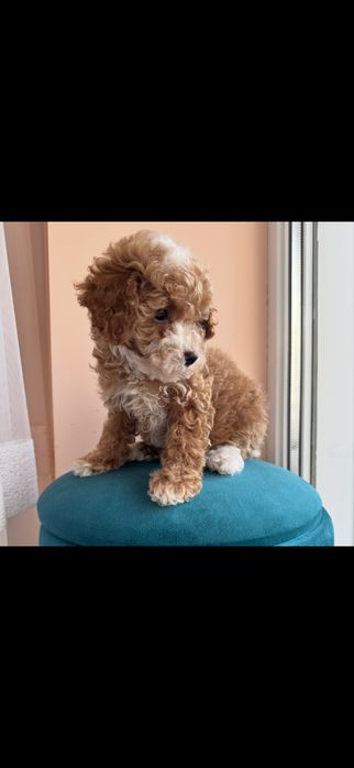 Мальтіпу пудель f2