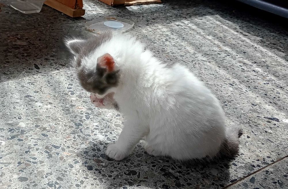 Віддам кошенятко 2 міс