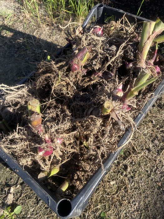 Кани клубні продам