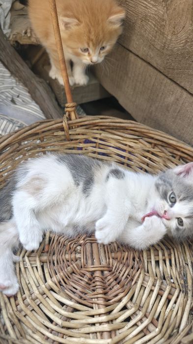 Котенята в добрі руки