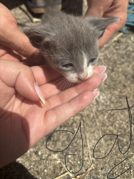 Dou gatinhos muito fofos