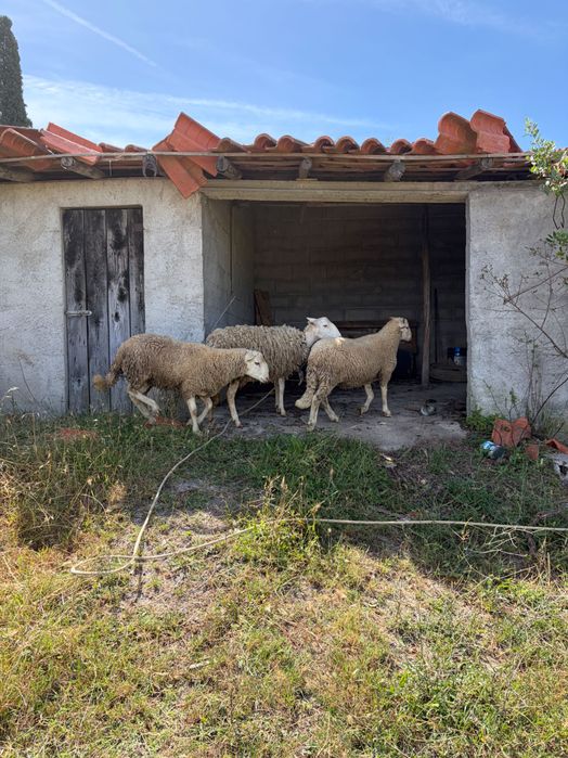 Vendo borrego 6 meses