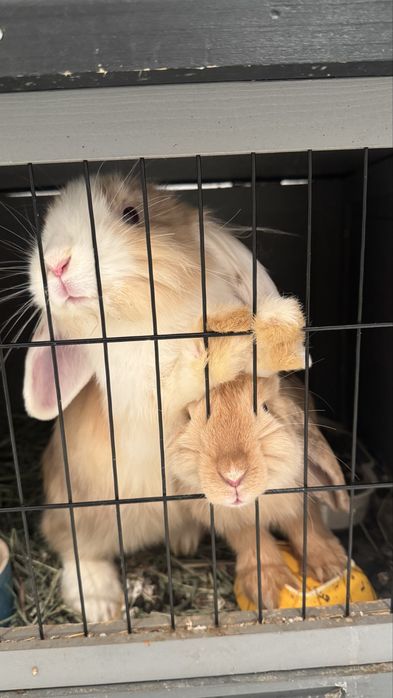 Dou coelhos mini lop