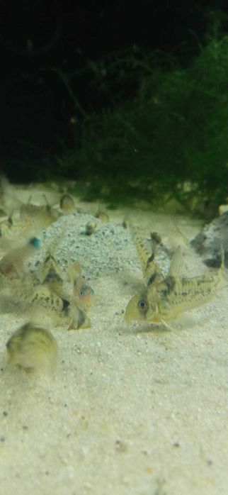 Corydoras Kirysek CW 115, Kirys CW 115