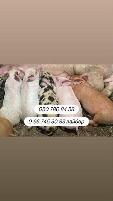 Поросята ПРОДАМ малих поросят 15-30 кг