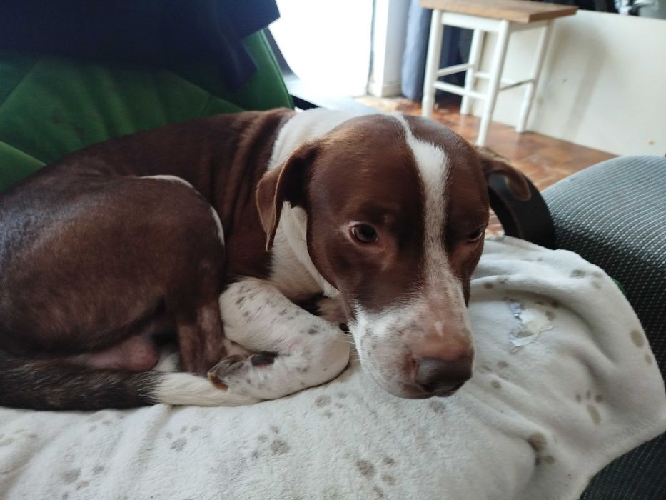 Cão 3 anos para adocao