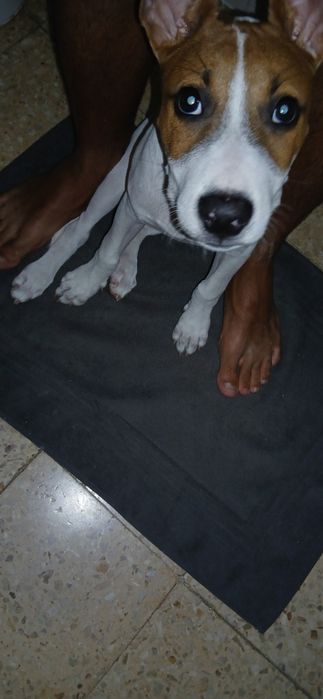 Cão adoção responsável