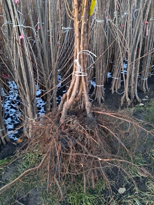 Саджанці плодових дерев / Саженцы плодовых деревьев / ОПТ / Дропшипінг