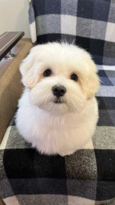 В'язка, хлопчик, мальтійська болонка