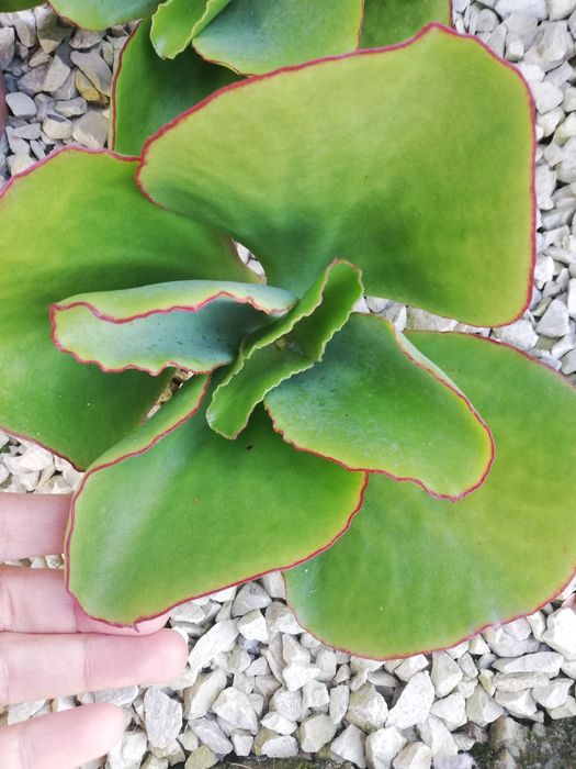 Aeonium arbureum e suculentas