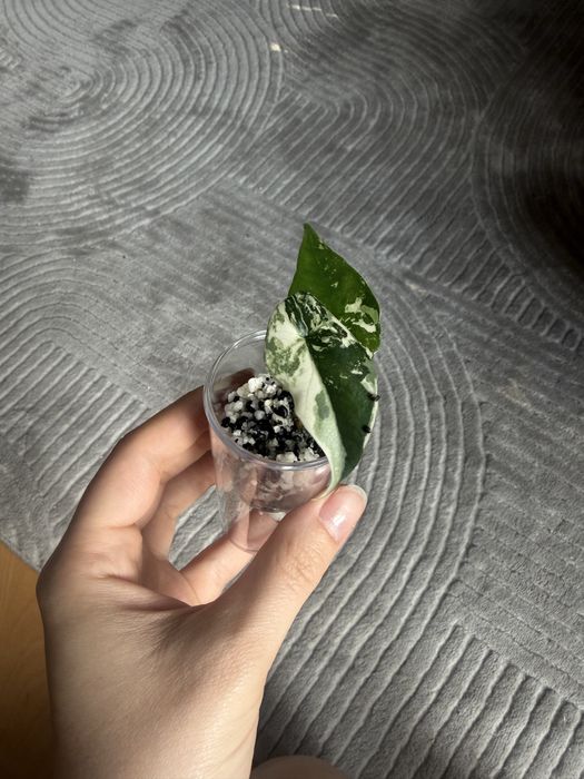 Alokazja Simpo variegata
