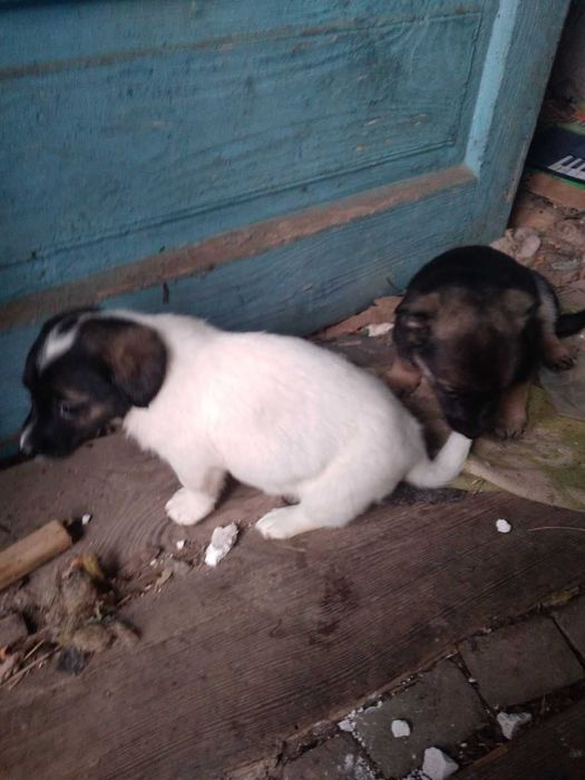 Предлагаются щенки