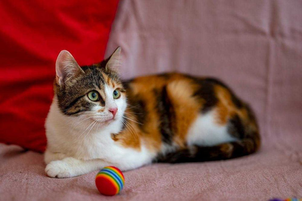 Котята подростки стерилизованные