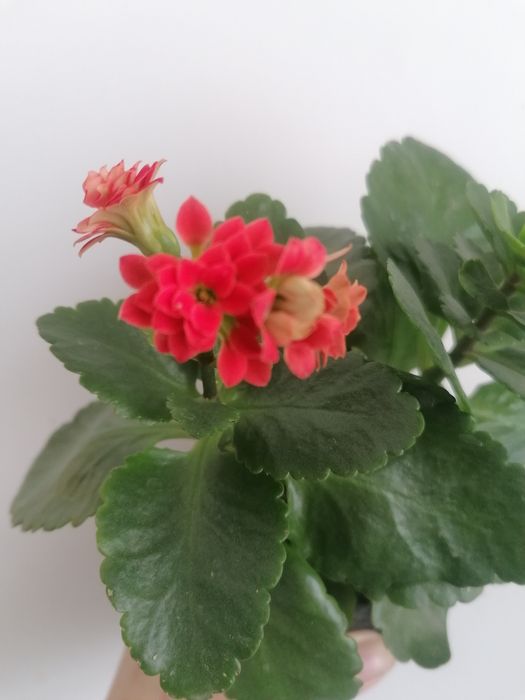 Каланхоє червоний, лимонний