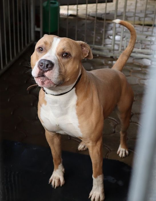 Dżeki-czeka na dom..