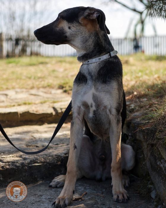 Ciastek – młody, energiczny pies do adopcji - Wrocław