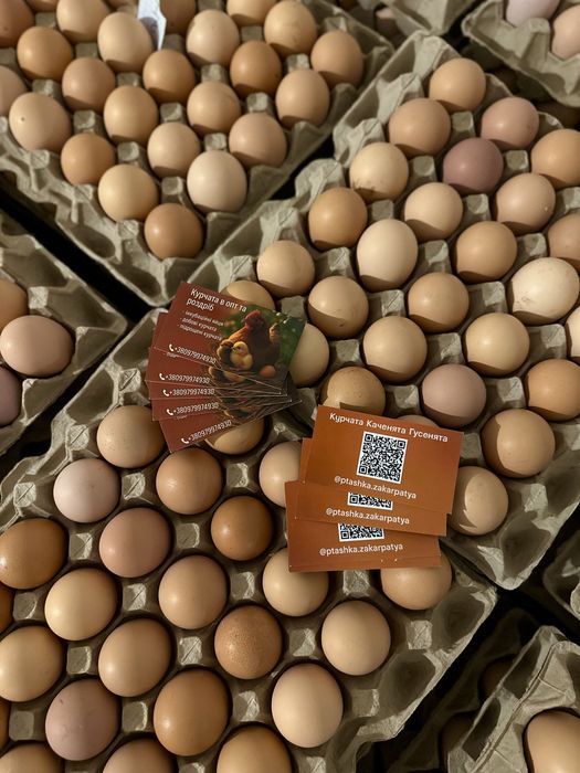 Інкубаційні яйця