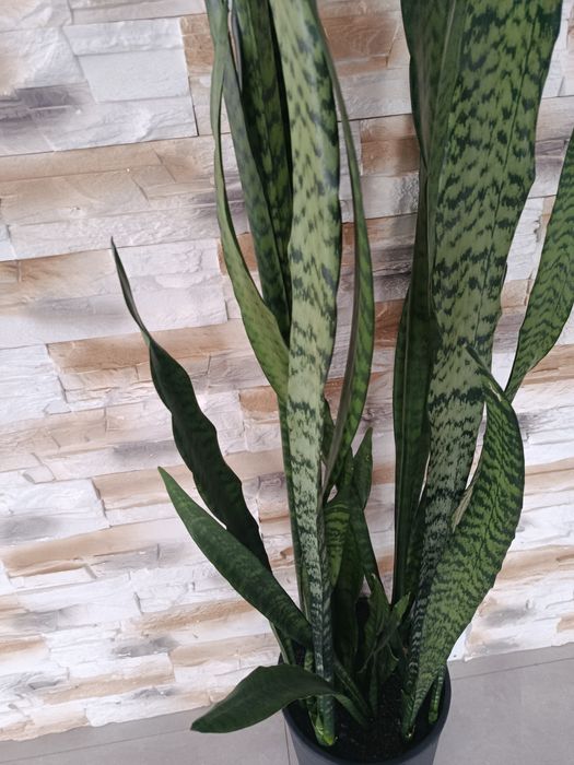 Sansewiera szable języki teściowej