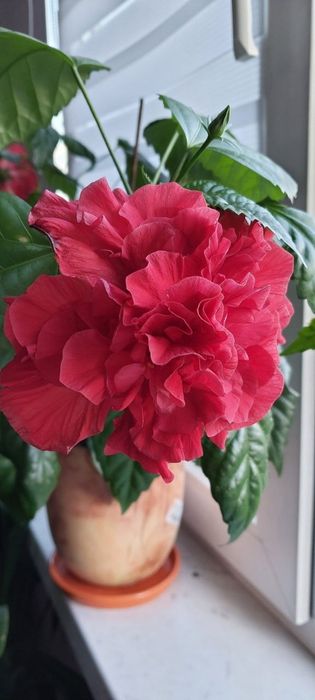 Гібіскус махровий кімнатний